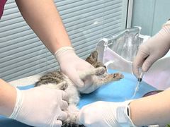 -纳吉亚猫专科动物诊疗中心(蒋宅口分院)