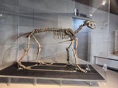 -北京周口店北京人遗址博物馆