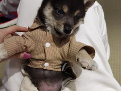 -逗柴咖啡屋·狗咖猫咖宠物桌游