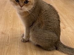 -有喵·猫咖·狗咖·30几只猫10只小狗(岗厦店)
