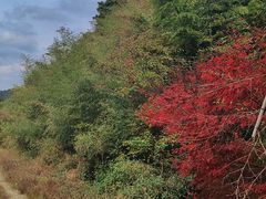 -四明山国家森林公园
