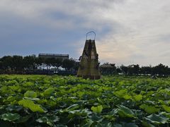 -白洋淀风景区