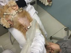 -中农大我爱我爱24h动物医院·中医针灸·猫专科·骨科医疗中心(双井店)