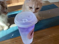 -楼上猫咖(罗湖店)