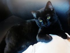 -芭比堂动物医院·犬猫全科·异宠专科(雁塔分院)