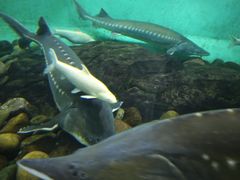 -太平洋海底世界