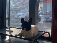 -萌宠之家·腊肠犬·马尔泰·小体犬舍