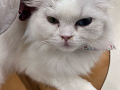 -共舞时光猫咖·狗咖(新街口店)
