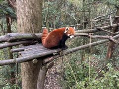 -中国大熊猫保护研究中心雅安碧峰峡基地