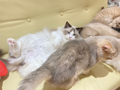 -1013 PET SHOP精品宠物商店(丁香店)