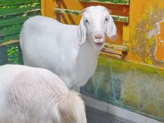 -上海大自然野生昆虫馆(东方明珠·爬宠昆虫探索中心)