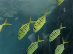 -苏州海洋馆