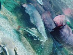 -太平洋海底世界