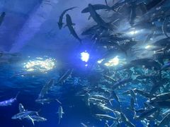 -海合安武汉极地海洋公园