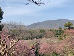 -梅花山(明孝陵内)