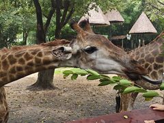 -广州长隆野生动物世界