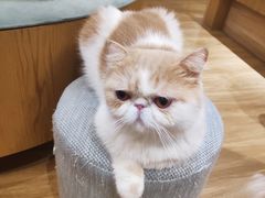 -滚猫咖啡·猫咖·猫友好撸猫(未来城店)
