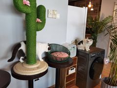 -Cappucimeow猫咪咖啡馆(韦伯时代店)