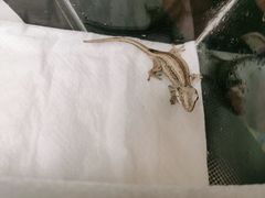 -酷以爬仙阁实体爬宠店·守宫·蜥蜴·专业繁育