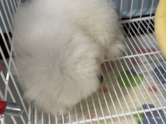 -翊宠yipet猫狗购宠庄园犬舍•猫舍