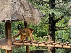 -云南野生动物园