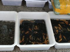 -中环花鸟鱼虫市场