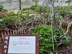 -曹州百花园