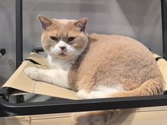-伟伟宠物医院·CT影像中心·瑞派犬猫综合性门诊(汉口总院)