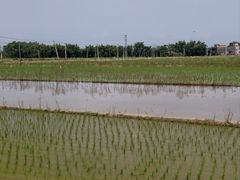 -台山第一家兴华黄鳝饭·黄鳝婆(开平店)