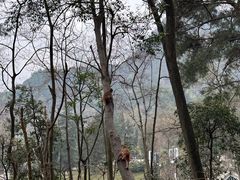 -黔灵山公园