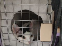-北京观赏动物医院·24小时大型综合·猫专科·异宠专科