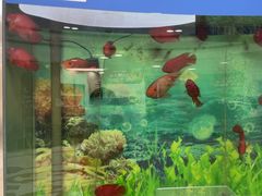 -雅悦齿科(顾村公园店)