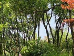 -青枫公园