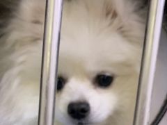 -艾贝尔宠物诊疗