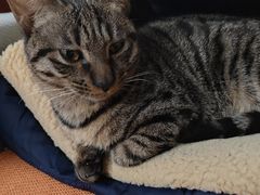 -伟伟宠物医院·CT影像中心·瑞派犬猫综合性门诊(汉口总院)