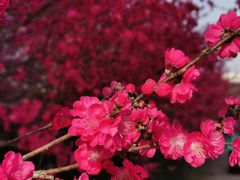 -秀丽东方