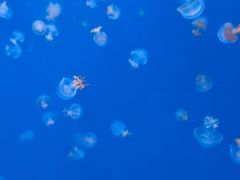 -福州罗源湾海洋世界旅游区