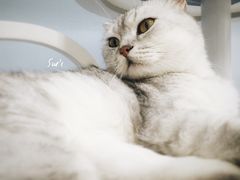 -喵的天空名猫咖啡馆·撸猫·猫舍·用品