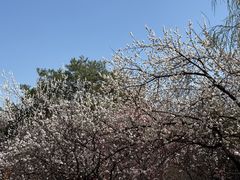 -北京鹫峰国家森林公园