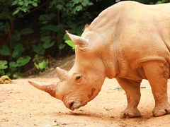 -广州长隆野生动物世界