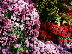 -上海共青森林公园