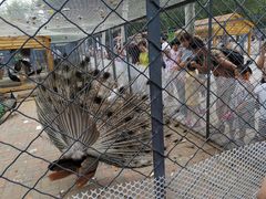 -长白岛森林公园