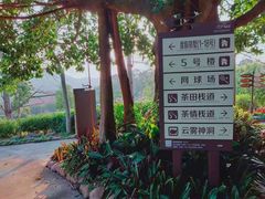 -雁南飞茶田景区