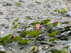 -丁香湖公园