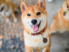 -柴犬高等学院·狗咖·柴犬售卖·宠物训练