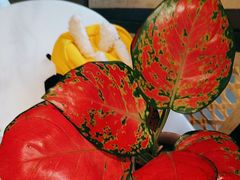 -上上席川菜(凯德乐峰广场店)