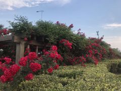 -青岛鑫江温德姆酒店
