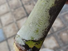 -合记汕头牛肉店(嘉禾路店)