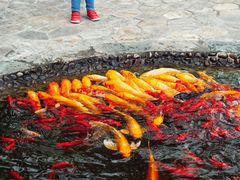 -成飞公园