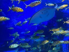 -太平洋海底世界